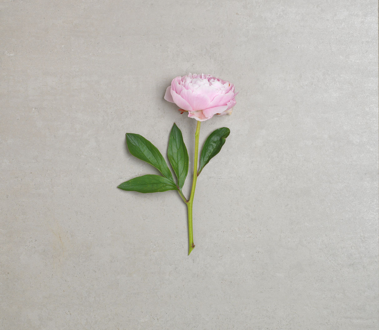 Peonies Eflorist Flower Delivery peonies-eflorist-flower-delivery